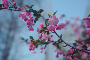 Fototapeta na wymiar Begonia is blooming, spring is coming