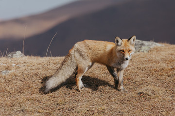 Fototapeta premium Portrait of a red fox in the natural environment