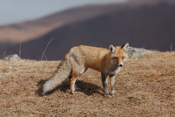 Portrait of a red fox in the natural environment