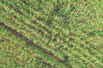 Cornfield in early spring. View from above. Nature background