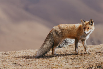 Portrait of a red fox in the natural environment