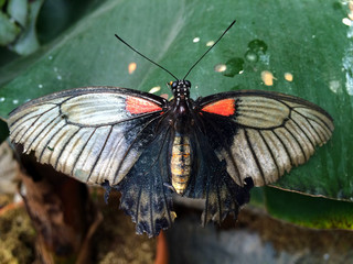 butterfly on a leaf
