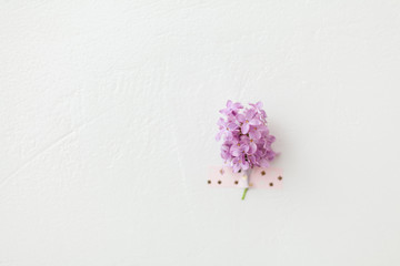 Lilac flowers mock up on white textured background. Violet flowers branch taped to the wall. Horizontal orientation template