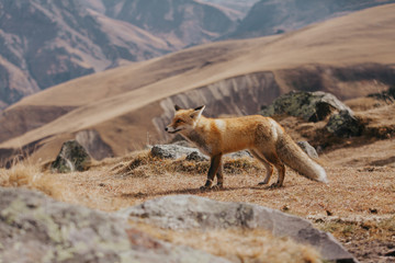 Portrait of a red fox in the natural environment