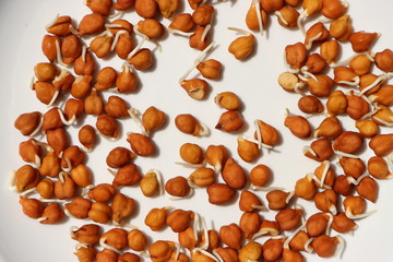Gram sprouts or germinated grams in white plate