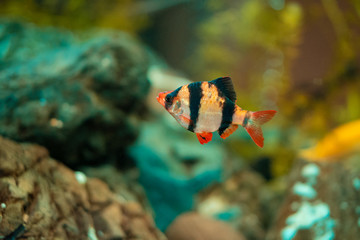 fish in freshwater aquarium with green beautiful planted tropical.  Colorful fish on green back