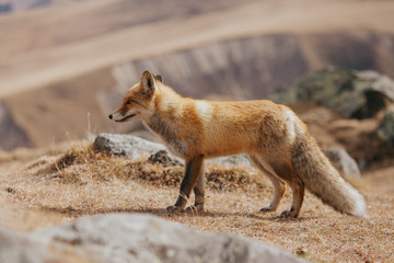 Portrait of a red fox in the natural environment
