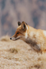 Portrait of a red fox in the natural environment