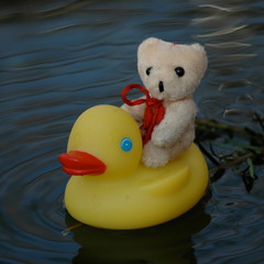 Little bear riding on the yellow duck