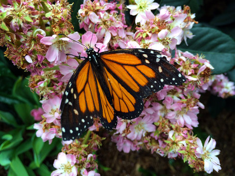butterfly on pink and white flowers