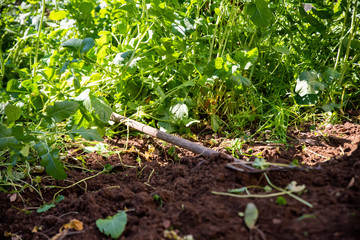 Garden fork, spading fork,  digging fork. Spring works in the garden