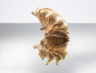 hard sea shell