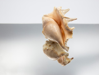 Fototapeta na wymiar hard sea shell
