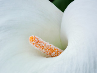 Calla Lily in the sunshine
