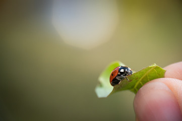 Marienkäfer
