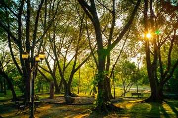 Obraz premium Green tree park sunset light on green meadow grass