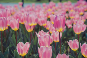 Tulip flower sea in spring, colorful and very beautiful