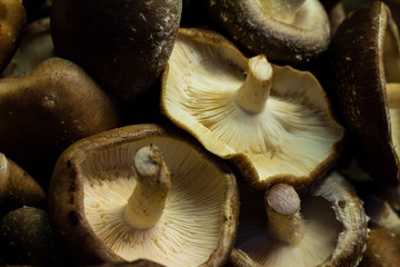 Edible mushroom heads in the market. Exotic food of plant origin.
