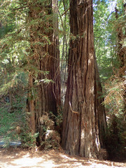 Coastal Redwood Trees from California