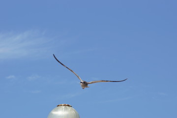 mouette