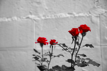 Rose on a vintage background, Space for text.
