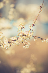 Flowers of the cherry blossoms on a spring day