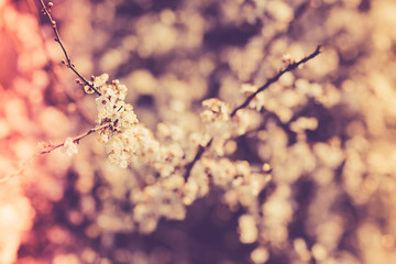 Flowers of the cherry blossoms on a spring day