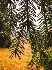 Green branches of spruce in the dew