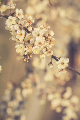 Flowers of the cherry blossoms on a spring day