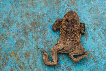 Dried frog on a blue metal grunge surface. Boiling Frog Experiment concept.