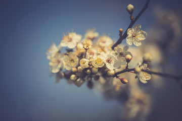 Flowers of the cherry blossoms on a spring day