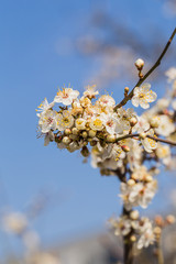 Obraz premium Flowers of the cherry blossoms on a spring day