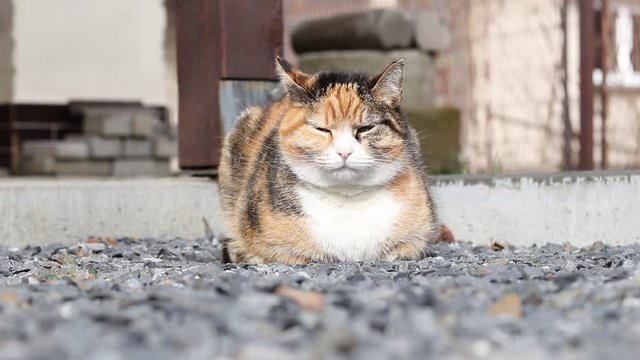 Strict look by Felis catus domesticus who relax on gravel. Wonderful look for nodding kitten. Mrs. Cat with magical green eyes is lies on ground and rest after morning route. Angry animal face. Dissat