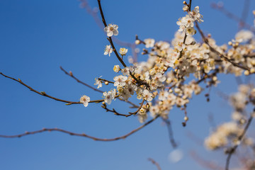 Flowers of the cherry blossoms on a spring day
