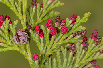 Blüten und Zapfen einer Scheinzypresse
