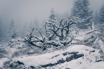 Frostig kalter Wintereinbruch im Harzer Wald