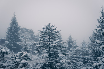 Obraz premium Wälder und Klippen im Winter und Nebel