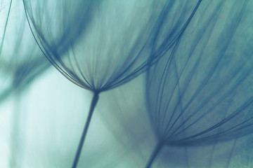 Dandelion abstract background. Shallow depth of field. Spring background