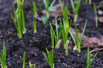 The first spring flower plant sprouts from the earth in the sun. Awakening of nature. Early spring.