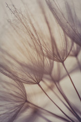 Dandelion abstract background. Shallow depth of field. Vintage style.