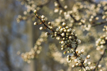 branch of a tree