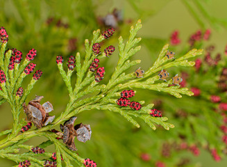 Blüten und Zapfen einer Lawson-Scheinzypresse