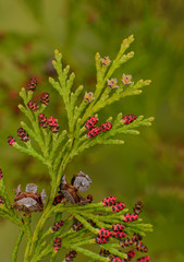 Blüten und Zapfen einer Lawson-Scheinzypresse