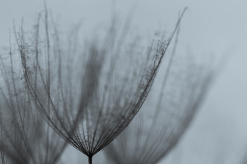 Dandelion abstract background. Shallow depth of field. Vintage style.