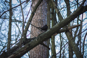bird on a tree
