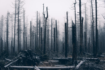 Viele tote Bäume im Nebel
