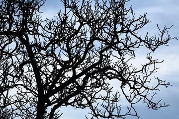 Bare trees with cloudy sky background