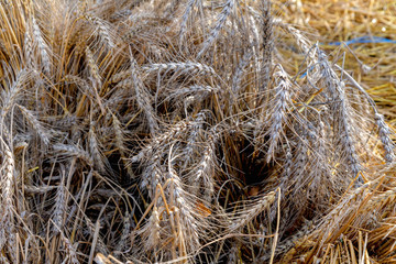 Ripe ears of wheat close-up. Harvest holiday symbol.