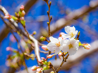 春を感じる日本の美しい先初めの桜