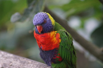 oiseau